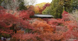 【京都】東福寺 : 約2,000本のカエデが織りなす京都随一の紅葉の見どころを紹介