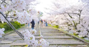 【京都】蹴上インクライン : 廃線跡の線路に咲く美しい桜の見どころを紹介