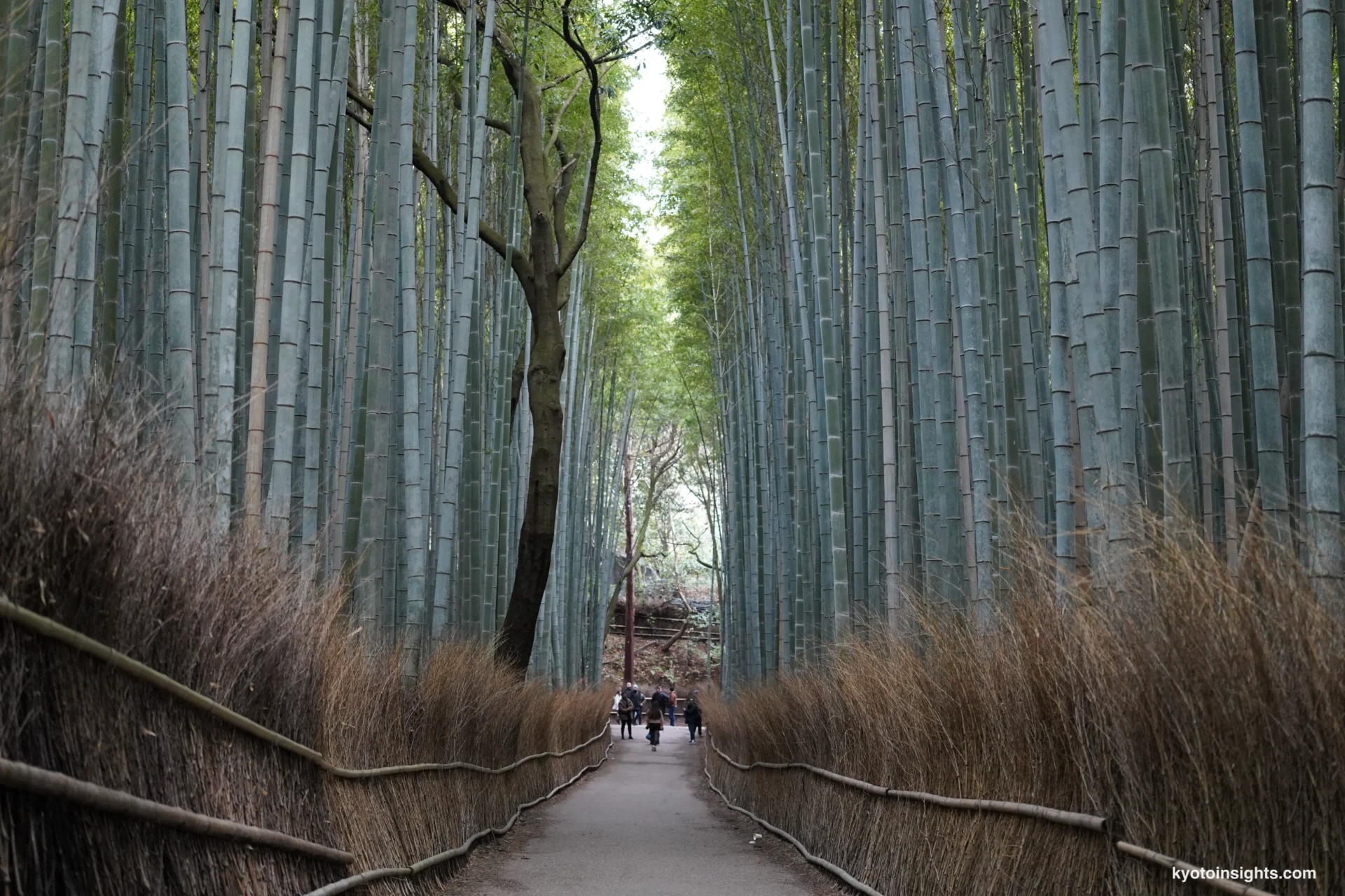 嵐山竹林の小径