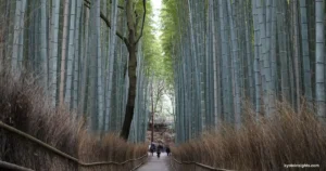 【京都】嵐山竹林の小径 : 高さ約25mの竹が作る神秘的な風景の見どころを紹介