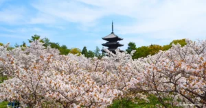 【京都】仁和寺 : 遅咲き御室桜が彩る桜の名所の見どころを紹介