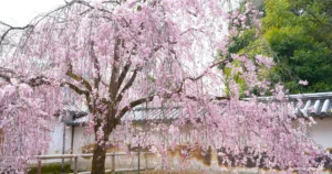 【京都】醍醐寺 : 「花の醍醐」として知られる美しいしだれ桜の桜名所の見どころを紹介