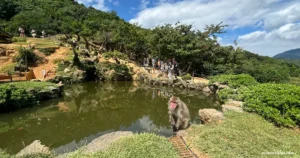 【京都】嵐山モンキーパーク : 野生の猿と触れ合える公園の見どころを紹介