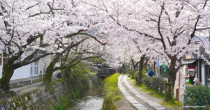 Philosopher’s Path in Kyoto: Highlights and Personal Photos with Insights into the Beautiful Cherry Blossom Tunnels